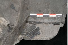 Foto (Detailansicht) von Equisetum ungeri Ettingshausen (NHMW-GEO-2024-0188-10556)